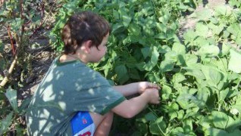 De ce este importanta fasolea verde in alimentatia copiilor