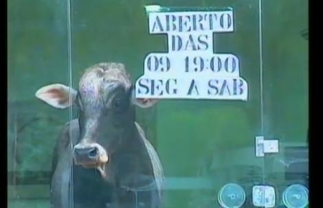 VIDEO! Un taur s-a "expus" in vitrina unui magazin din Brazilia