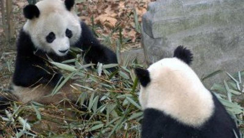 VIDEO! Doi pui panda, noile vedete ale televiziunilor chineze