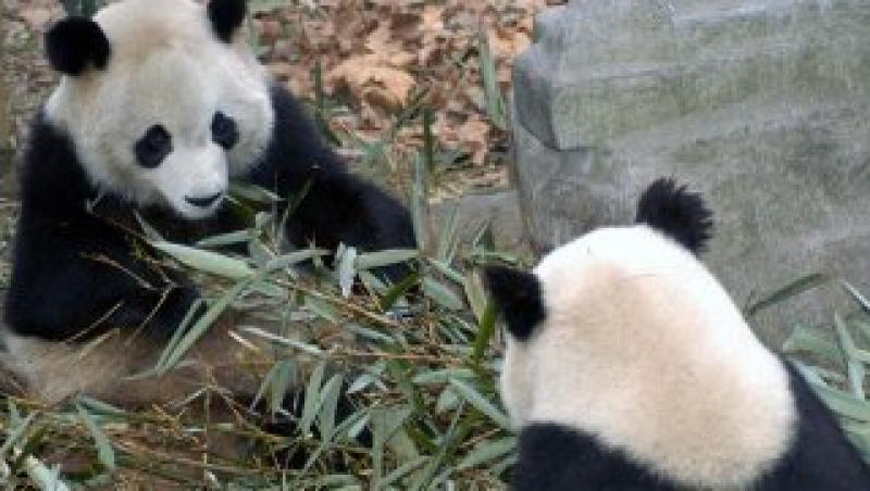 VIDEO! Doi pui panda, noile vedete ale televiziunilor chineze