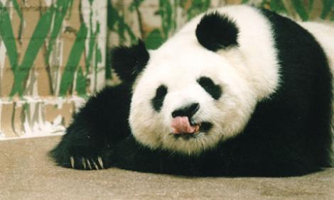 China: Cel mai batran urs panda din lume a murit la varsta de 34 de ani