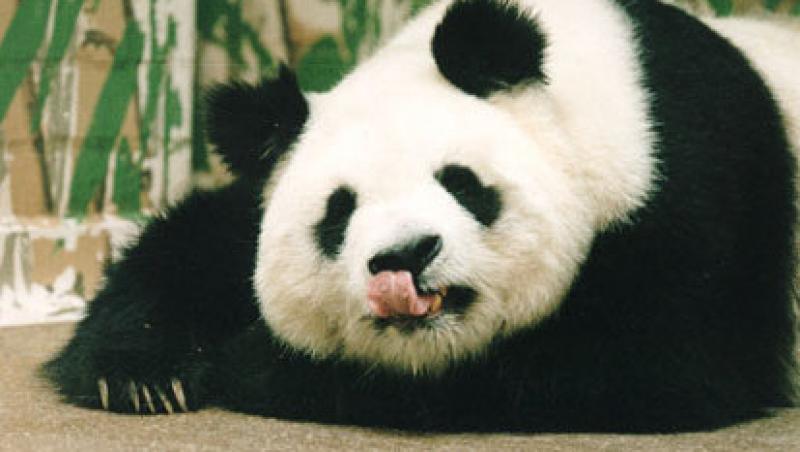 China: Cel mai batran urs panda din lume a murit la varsta de 34 de ani