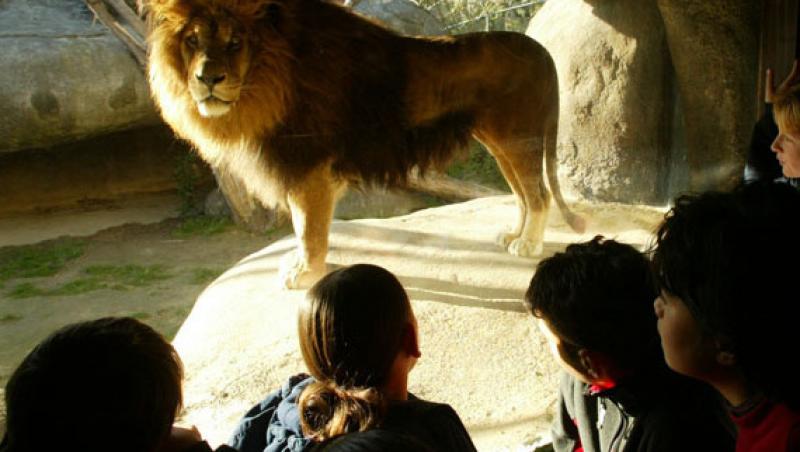 Sfaturi: prima vizita la Zoo impreuna cu cei mici