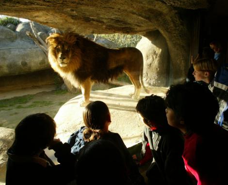 Sfaturi: prima vizita la Zoo impreuna cu cei mici