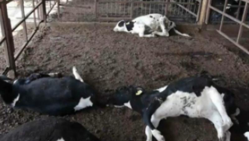 Mii de animale de la Fukushima vor fi omorate sau vor muri de foame