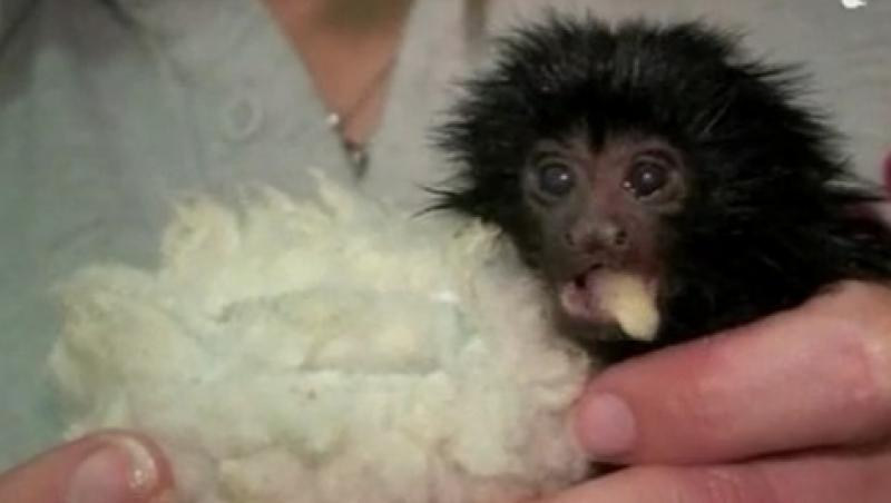 VIDEO! Vezi cum arata un biberon special creat pentru un pui de maimuta!