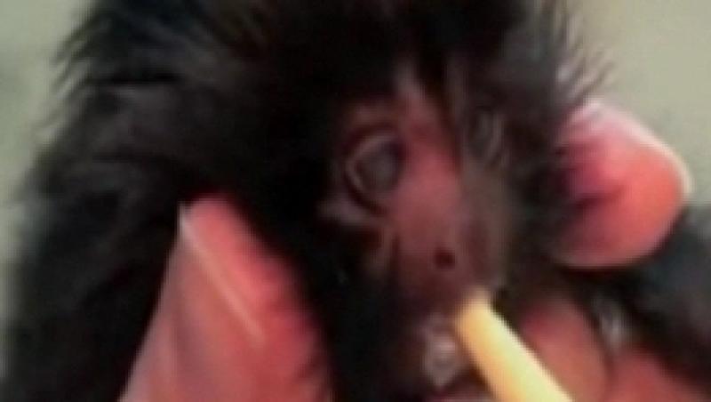 VIDEO! Pui de tamarin nascut prin cezariana, atractia unei gradini zoologice din Jersey