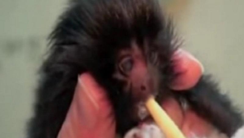 VIDEO! Pui de tamarin nascut prin cezariana, atractia unei gradini zoologice din Jersey