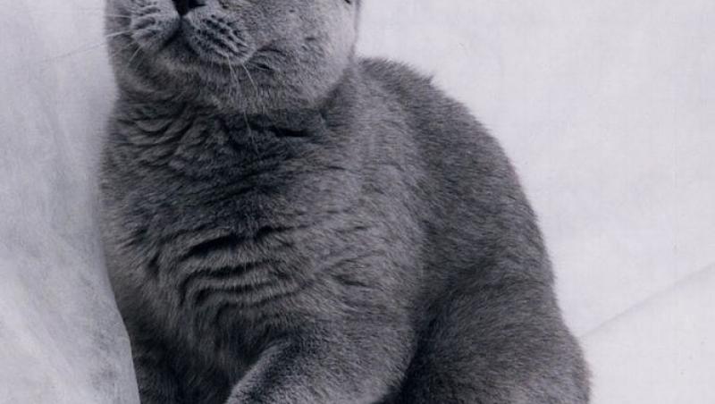 Russian Blue - pisica arhanghel