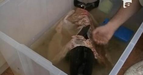 VIDEO! Constanta: Pui de delfin, salvat de la o moarte sigura