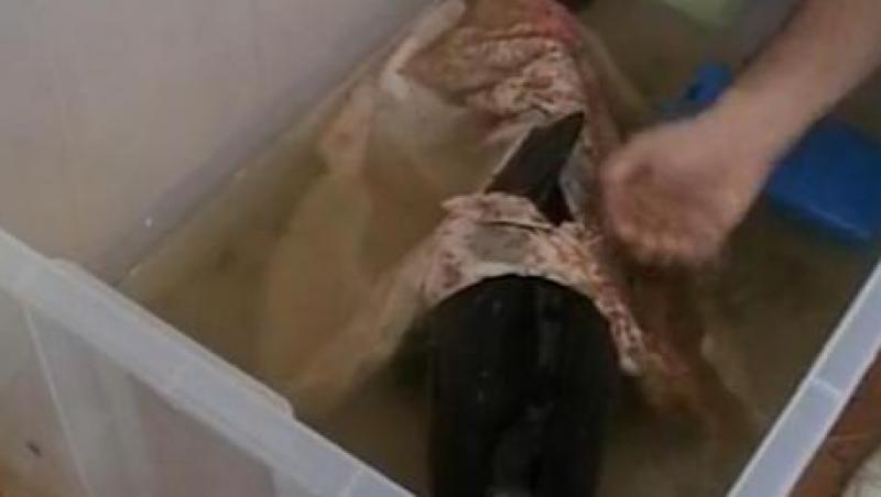 VIDEO! Constanta: Pui de delfin, salvat de la o moarte sigura