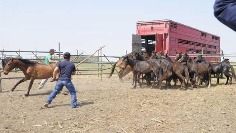 50 de cai au fost dusi dimineata la abator. Ce se va intampla cu restul?