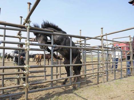 50 de cai au fost dusi dimineata la abator. Ce se va intampla cu restul?