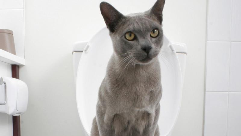 Cum inveti pisica sa foloseasca toaleta