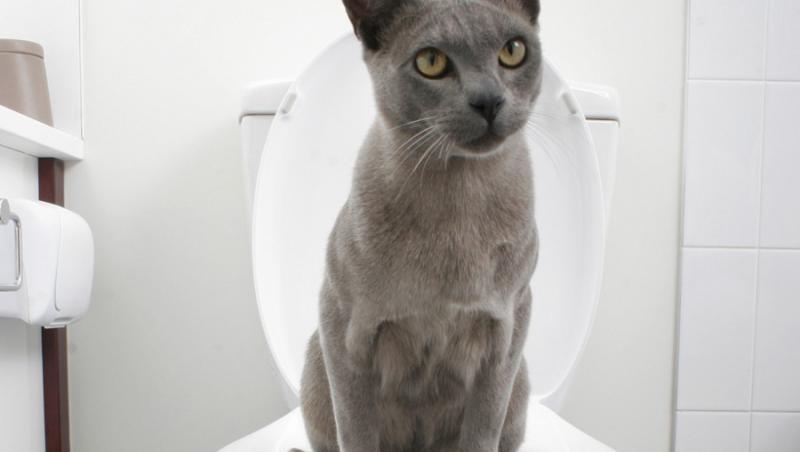 Cum inveti pisica sa foloseasca toaleta