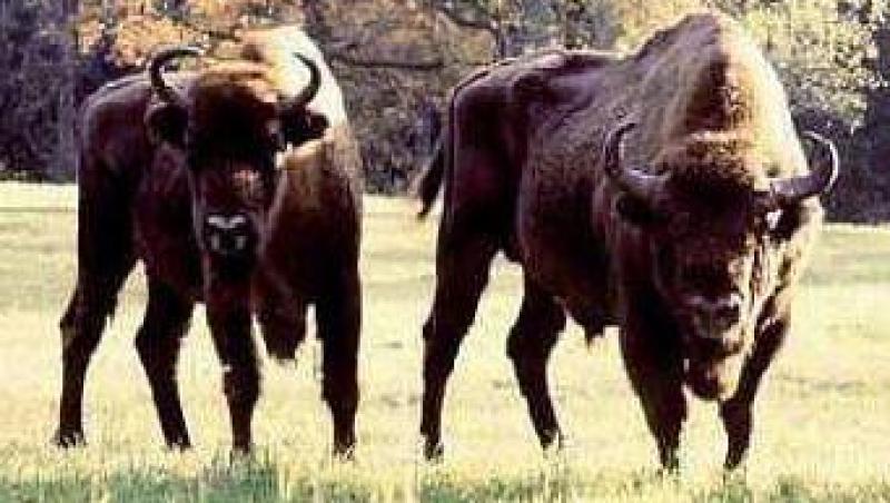 Cluj: Un austriac si un german vor sa faca cea mai mare crescatorie de bizoni din estul Europei