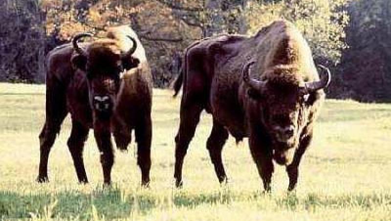 Cluj: Un austriac si un german vor sa faca cea mai mare crescatorie de bizoni din estul Europei