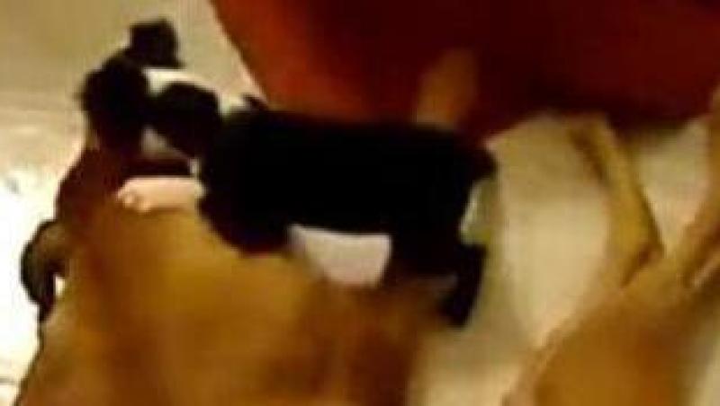 VIDEO! Vezi cel mai agresiv caine din lume!