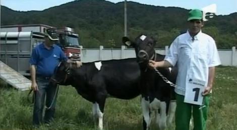 VIDEO! Sonia, vaca lui Porumboiu, este Miss!