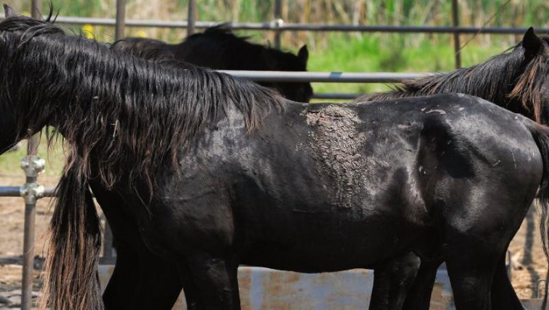 VIDEO! O noua viata pentru caii din padurea Letea