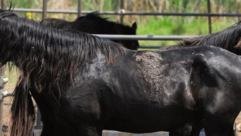 VIDEO! O noua viata pentru caii din padurea Letea