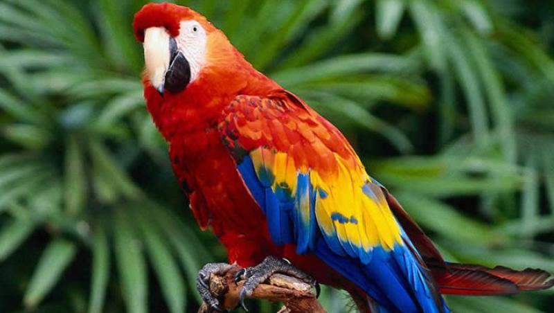 Ce trebuie sa stii despre ingrijirea papagalilor