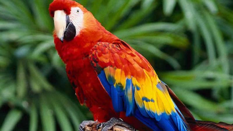 Ce trebuie sa stii despre ingrijirea papagalilor