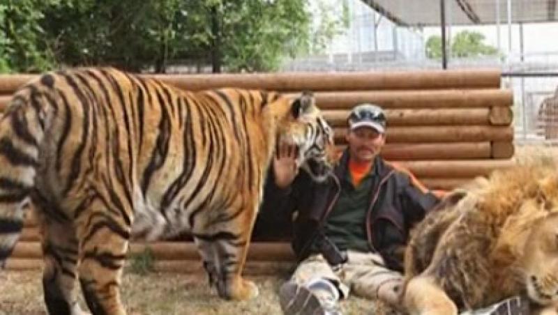 VIDEO! Leii si tigrii, cei mai buni prieteni ai unui american