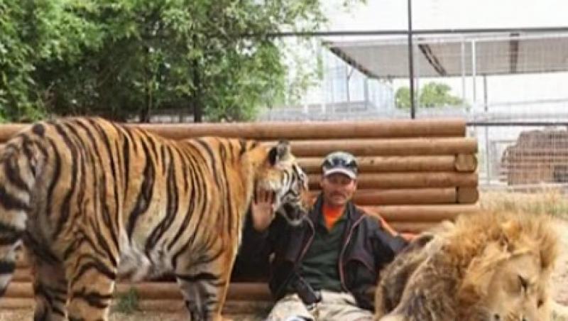 VIDEO! Leii si tigrii, cei mai buni prieteni ai unui american