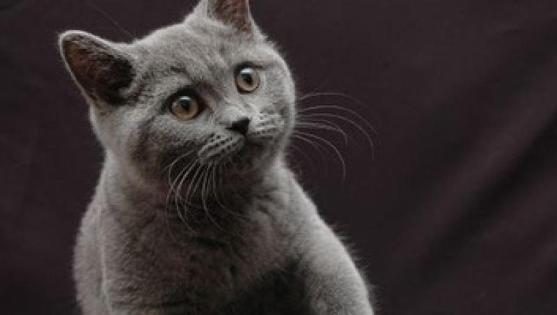 British Shorthair, o felina cu un caracter bland