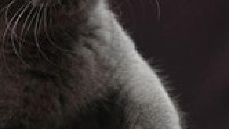 British Shorthair, o felina cu un caracter bland