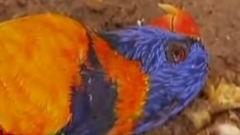 VIDEO! Mai, luna betiilor crunte pentru papagalii din Australia
