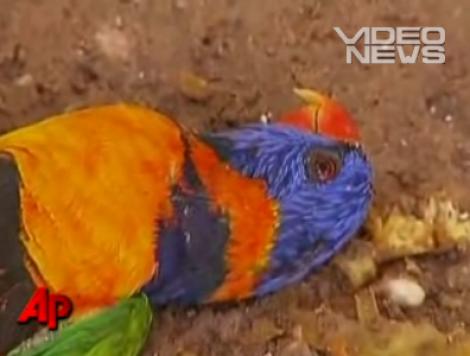 VIDEO! Mai, luna betiilor crunte pentru papagalii din Australia