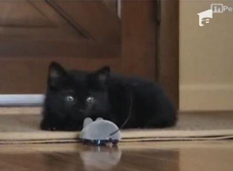VIDEO! Vezi cum alearga o pisica un soricel electronic