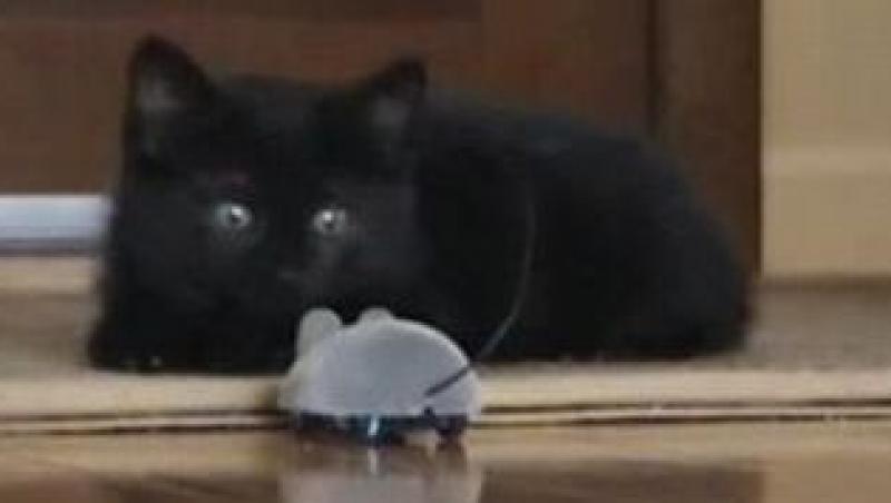VIDEO! Vezi cum alearga o pisica un soricel electronic