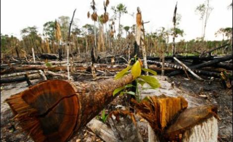 Brazilia: Jungla amazoniana este in pericol, dupa ce Camera Deputatilor a revizuit codul forestier