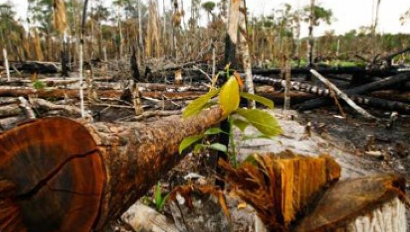 Brazilia: Jungla amazoniana este in pericol, dupa ce Camera Deputatilor a revizuit codul forestier