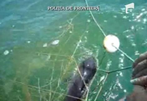 VIDEO! Sulina: Oamenii legii elibereaza delfini din plasele braconierilor
