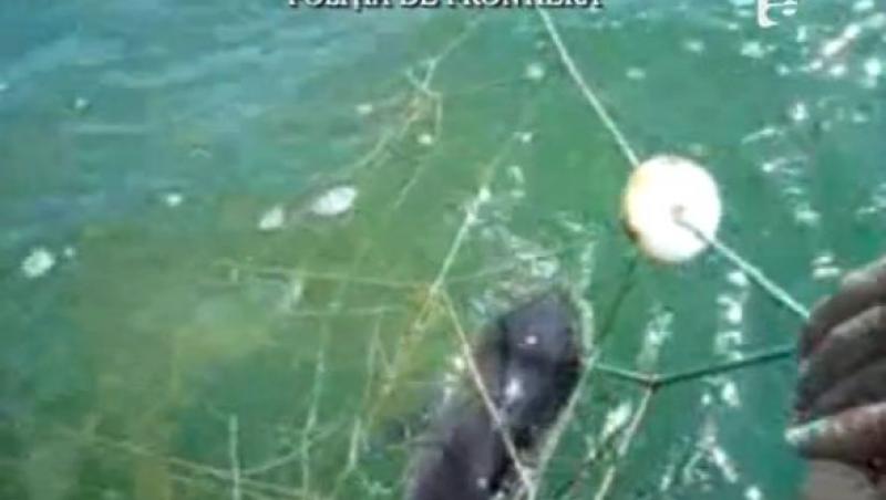 VIDEO! Sulina: Oamenii legii elibereaza delfini din plasele braconierilor