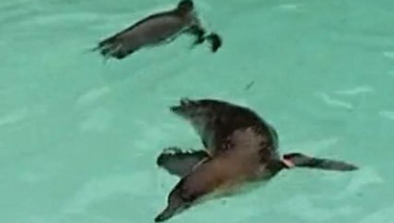 VIDEO! Vezi cum se distreaza pinguinii intr-un nou bazin londonez