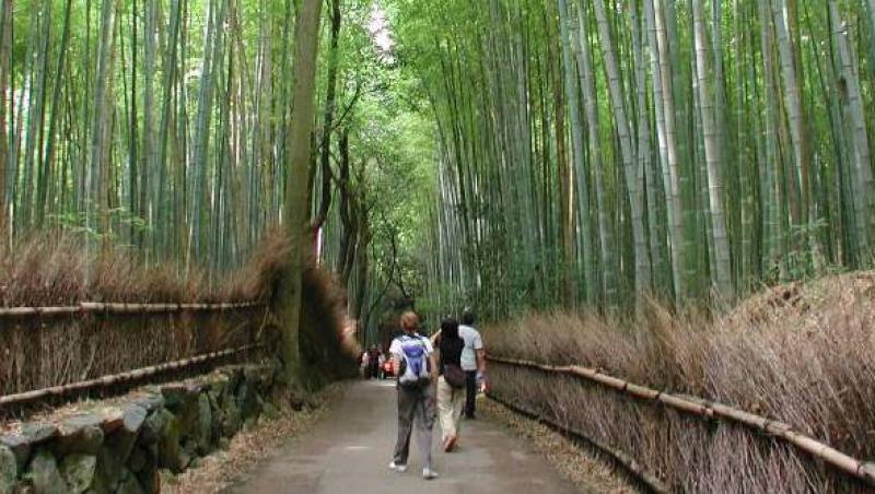 Frumusetea padurilor de bambus din intreaga lume