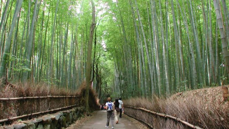 Frumusetea padurilor de bambus din intreaga lume