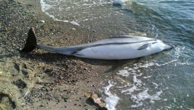 12 delfini, omorati de plasele braconierilor