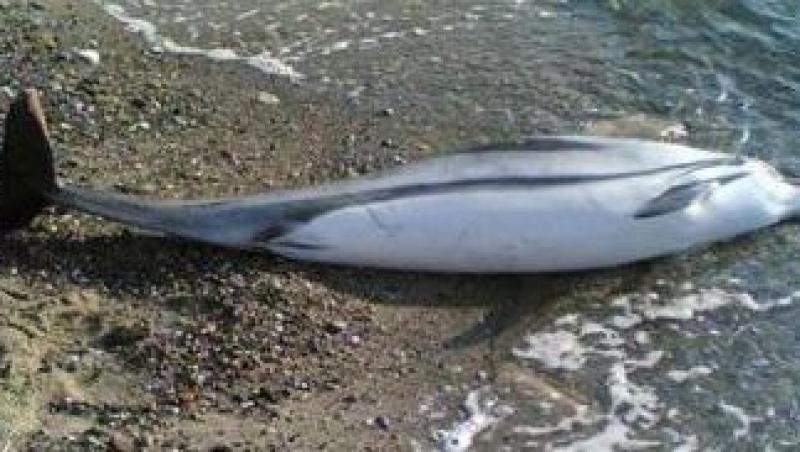 12 delfini, omorati de plasele braconierilor