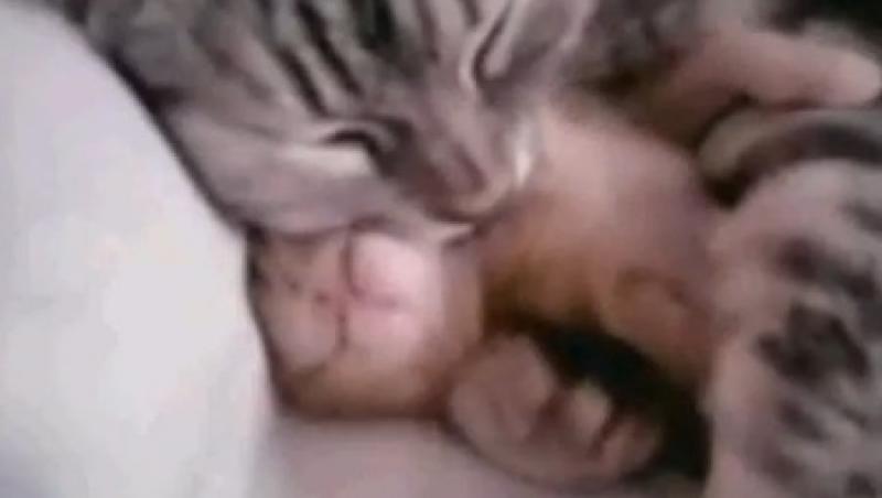 VIDEO! O pisica isi linisteste puiul chinuit de vise