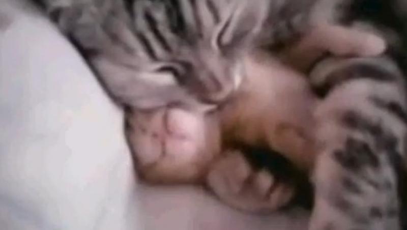 VIDEO! O pisica isi linisteste puiul chinuit de vise