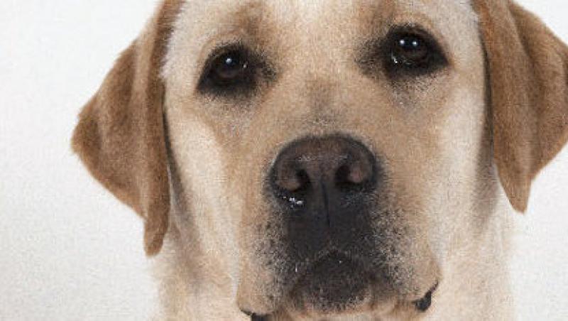 Labrador Retriever - un caine de familie