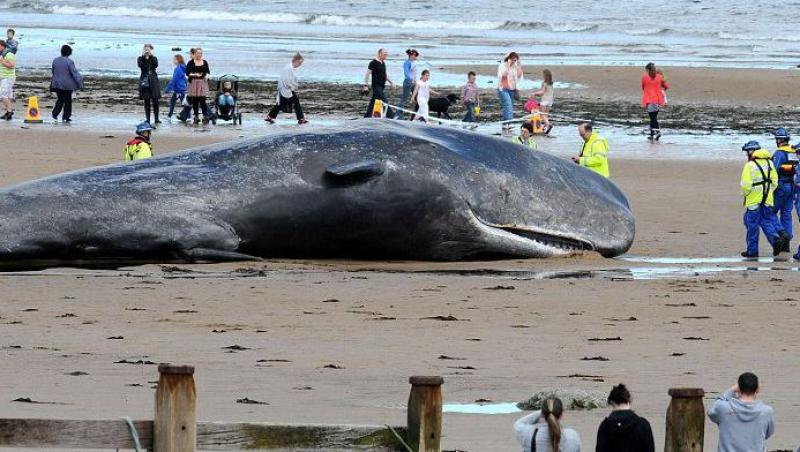 GALERIE FOTO! Casalot de 20 de tone, esuat pe o plaja din Anglia