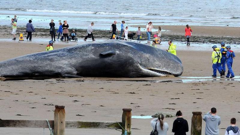 GALERIE FOTO! Casalot de 20 de tone, esuat pe o plaja din Anglia