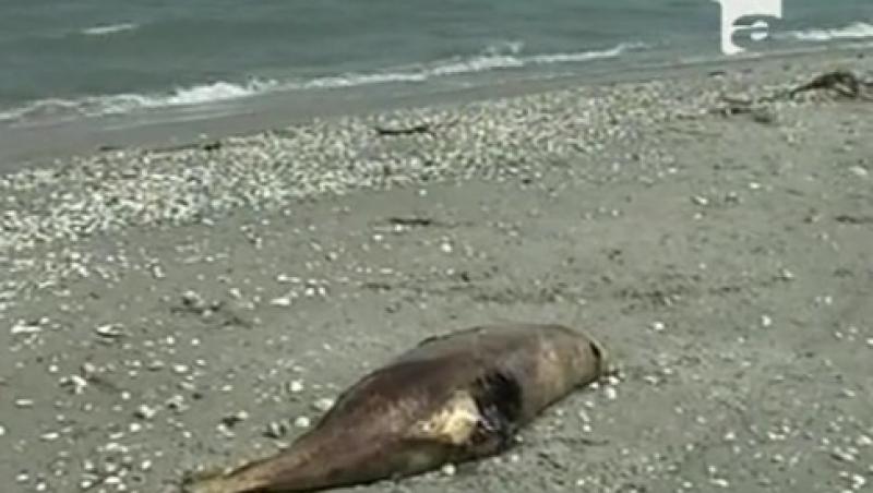 VIDEO! Dezastru ecologic pe litoralul romanesc!